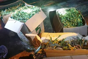 Xe khách chở 64 kg quả thuốc phiện để ngâm rượu...Tết