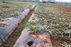 Ngồi khóc giữa đồng vì 5 sào dưa hấu bị kẻ ác phá tan tành