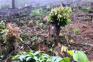 Đốt phá 2.700m2 rừng, 1 công ty bị phạt 40 triệu đồng