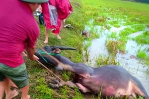 Trâu liên tục bị sét đánh chết khi đang ăn cỏ ngoài đồng 