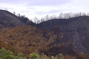 Chùm ảnh: Cận cảnh nơi cháy rừng lớn, người tử vong 