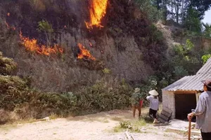 Khởi tố người phụ nữ đốt cỏ gây cháy rừng ở Hà Tĩnh