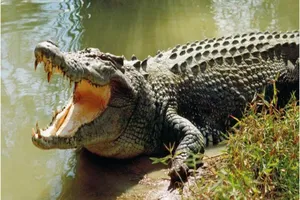 Dân lo sợ khi thấy cá sấu trên sông, chính quyền phát cảnh báo