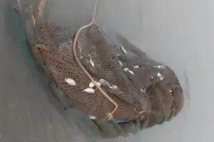 Hàng tấn cá chết bất thường dạt vào 4 km bờ biển Hà Tĩnh