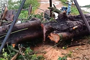 Cây bên đường ngã đè chết một phụ nữ