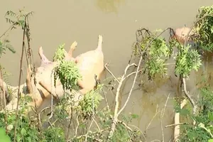 Hàng chục con heo chết vứt đầu nguồn sông Lam