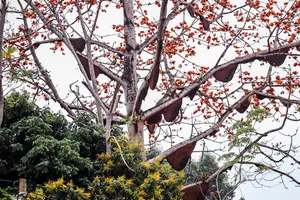 Ong rừng lại kéo đóng 40 tổ mật trên 1 cây gạo 