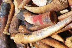 Chặn đứng 225 kg ngà voi trên đường ra Hà Nội 