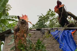 Sét đánh chết một phụ nữ trên đồng, lốc xoáy đổ cây