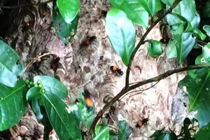 Một thanh niên 23 tuổi bị ong vò vẽ đốt tử vong