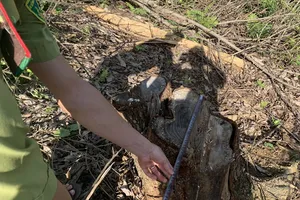 Cán bộ bị tố 'bán đứng' rừng phòng hộ đầu nguồn