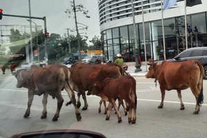 Tòa trưng cầu giám định ADN 4 con bò đi lạc 