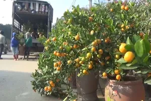 Đã bắt 3 người đòi 'thu tiền bảo kê' bán quất, đào Tết 