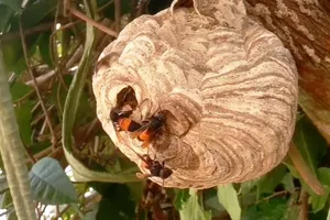 Cụ ông và cháu bé 26 tháng tuổi bị ong vò vẽ đốt tử vong