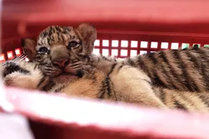 Bắt 2 kẻ đi xe hơi chở 7 hổ con còn sống, lùi xe vào cảnh sát để chạy trốn 