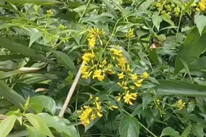 Cô dâu 16 tuổi ăn lá ngón tử vong khi về nhà chúc Tết mẹ 