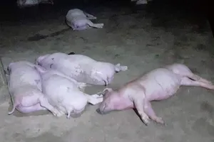 Sét đánh trúng vào chuồng làm chết 12 con heo 