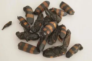 1 tử vong, 1 người nguy kịch sau khi ăn sâu ban miêu