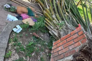 Cụ ông 80 tuổi ngồi hóng mát trong công viên bị cây đè tử vong 