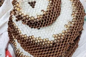 Phát hiện người đàn ông đi bắt ong tử vong trên núi