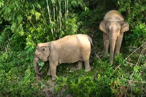 2 mẹ con voi từ rừng về phá vườn, dân lo lắng xua đuổi 