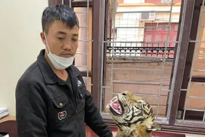 Khởi tố ba người có bộ sưu tập đầu hổ, da hổ, sừng trâu rừng 