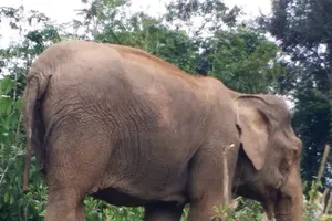 Voi mẹ chết bất thường trong rừng, voi con đang 'cô đơn' 