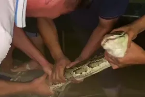 Trăn đất nuốt bê 2 tháng tuổi vào bụng rồi bị kẹt trong chuồng bò