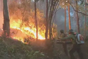 Cháy rừng, chính quyền phải sơ tán dân 