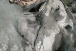 1 con voi rừng chết, cả đàn đến canh giữ