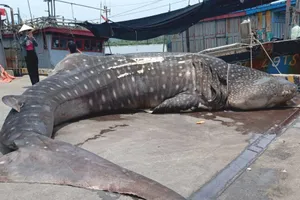 Chôn cất cá nhám voi nặng khoảng 2,5 tấn