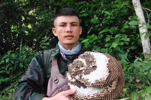 Nam thanh niên mất liên lạc khi đi bắt ong 