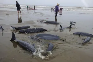 Người dân góp tiền mua 18 con cá lạ để thả về biển cả