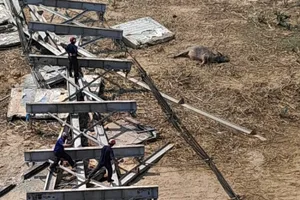 Nguyên nhân vụ sập cầu treo ở Nghệ An làm chết trâu 