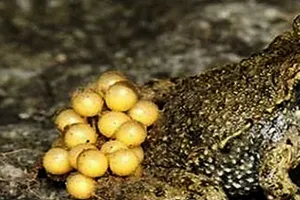 Ăn trứng cóc, bố tử vong, con phải đi cấp cứu