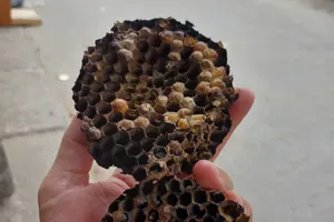 Bị ong 'tấn công' khi đi học về, 2 em học sinh đang nguy kịch, 1 em tử vong 