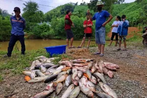 Đầu độc ao cá nhà hàng xóm vì... ghét