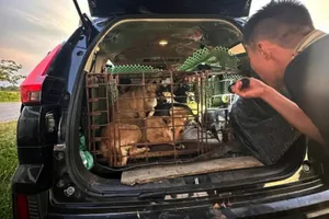 Nhóm 3 người dùng ô tô đắt tiền đi trộm chó 