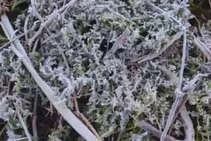 Nhiệt độ miền núi Nghệ An -2 độ C, xuất hiện băng giá và sương muối 