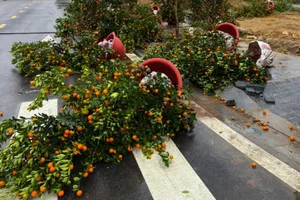 Đào, quất Tết ngã đổ do mưa gió, người bán lo lỗ vốn