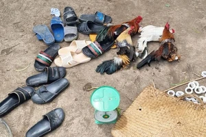 Cá độ đá gà ngày tết coi chừng đi tù