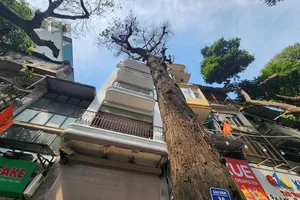 Trách nhiệm pháp lý vụ 3 cây sao đen trăm tuổi bị chết trên phố Lò Đúc