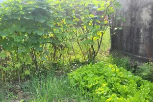 VKSND Tối cao giải đáp vướng mắc về thực hiện Luật Đất đai