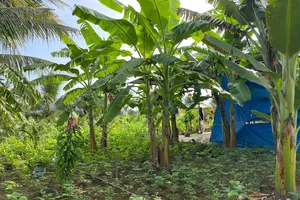 Khi nào hợp đồng chuyển nhượng quyền sử dụng đất không công chứng vẫn được công nhận?