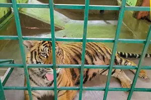 Án lệ số 58 về tình tiết định khung của tội vi phạm quy định về bảo vệ động vật nguy cấp, quý, hiếm