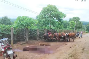 Góc nhìn pháp lý vụ xe tải mất phanh, tông chết 18 con bò