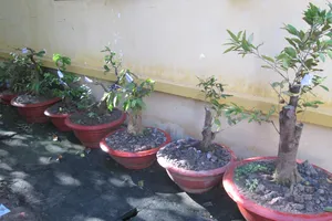 Khởi tố chuyên gia… 'sưu tầm' mai kiểng