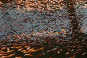 Gần 400 tấn cá lồng bè chết do thiếu ôxy trong nước