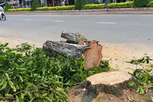 Cưa bỏ hàng trăm cây xanh trên 20 năm tuổi vì... sâu