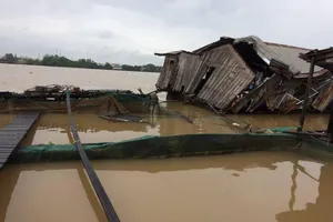 bè cá tang hoang sau khi bị sà lan lủi trúng do tài công ngủ gật